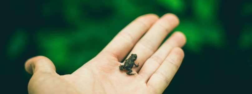 frog-tiny-fb