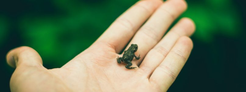 frog-tiny-thumb