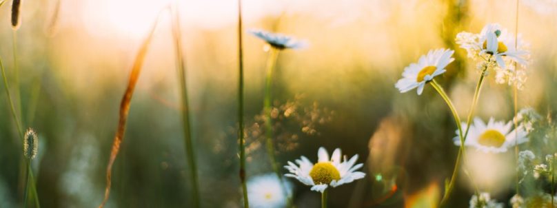 spring-TW